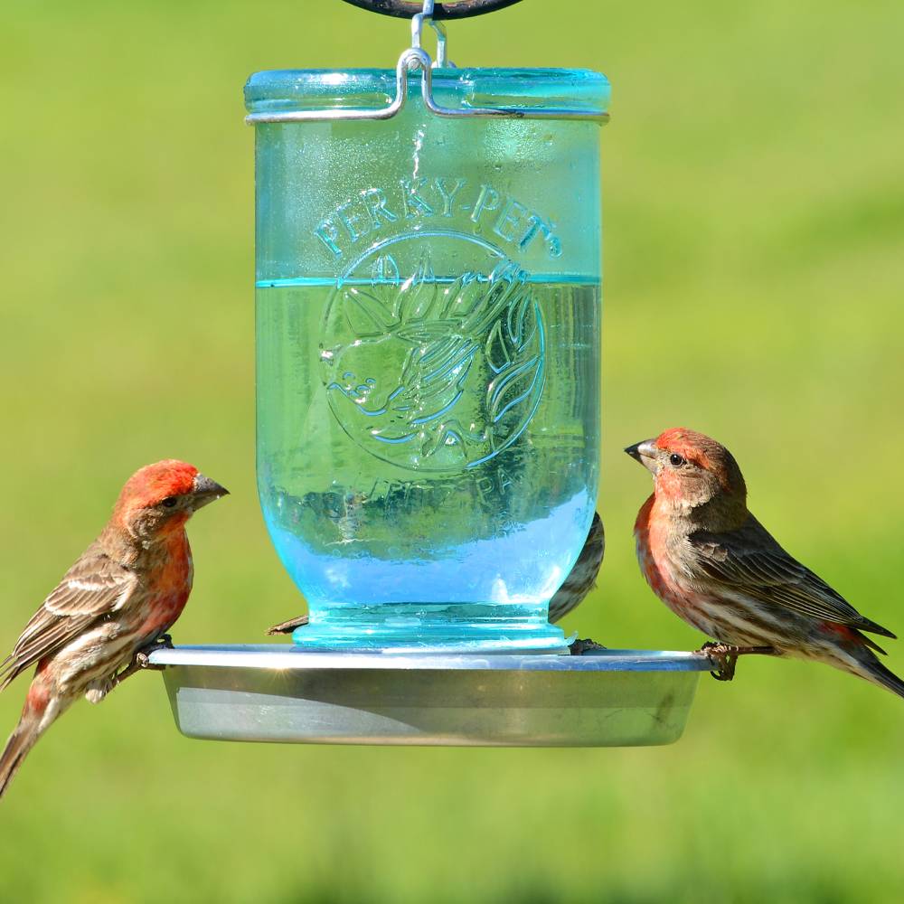Rustic blue glass mason jar bird waterer with embossed leaf design and galvanized metal perch, ideal for attracting wild birds, featured in farm and garden collections.