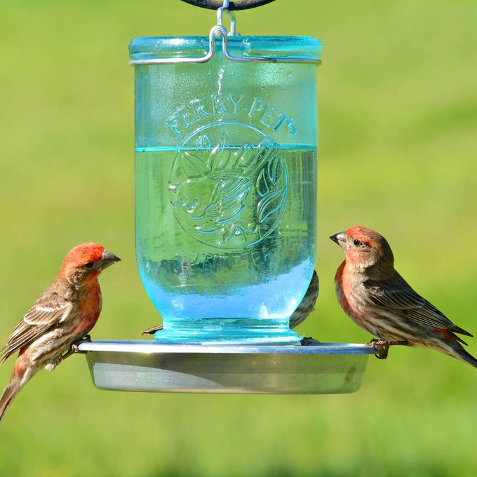 Rustic blue glass mason jar bird waterer with embossed leaf design and galvanized metal perch, ideal for attracting wild birds, featured in farm and garden collections.