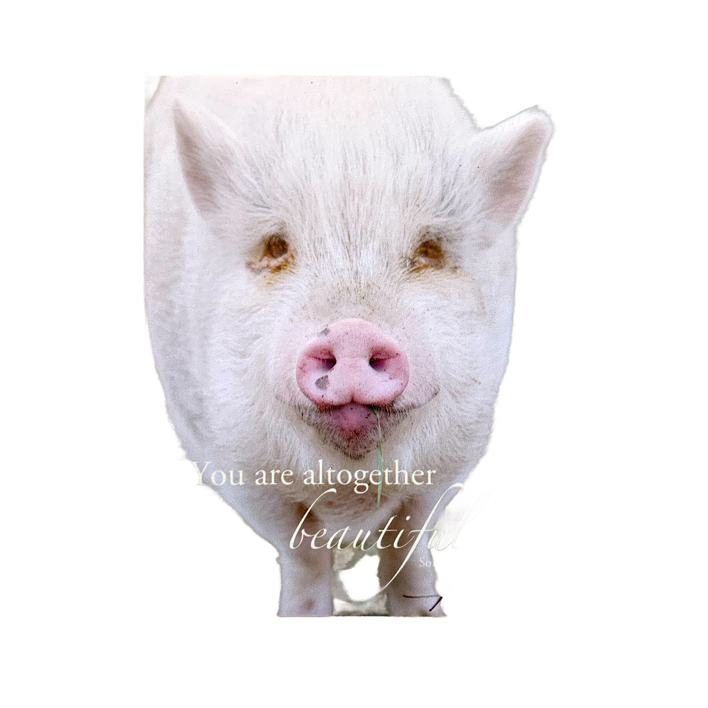 Handcrafted deluxe magnet featuring a sweet white piglet with a gentle expression and the uplifting verse "You are altogether beautiful" from Song of Solomon, perfect for Home & Decor, Best Sellers, and Promo Eligible collections.