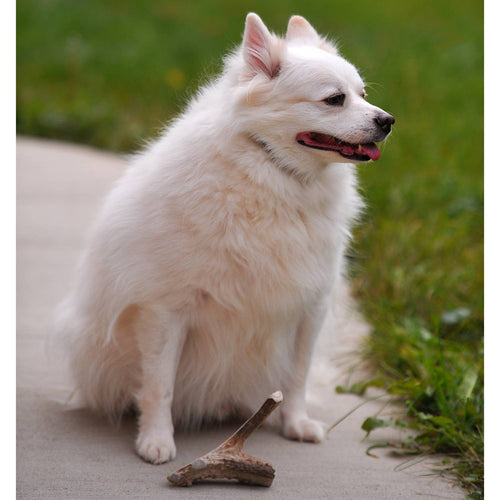 Fluffy white dog sitting outdoors on a sidewalk next to a natural split deer antler chew, highlighting a durable, organic pet treat featured in Pet Supplies, USA Made, and Best Sellers collections.