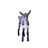Unique handcrafted magnet showcasing a young black and white goat with perked ears, designed to inspire and brighten spaces within Home & Decor, Best Sellers, and Promo Eligible collections.