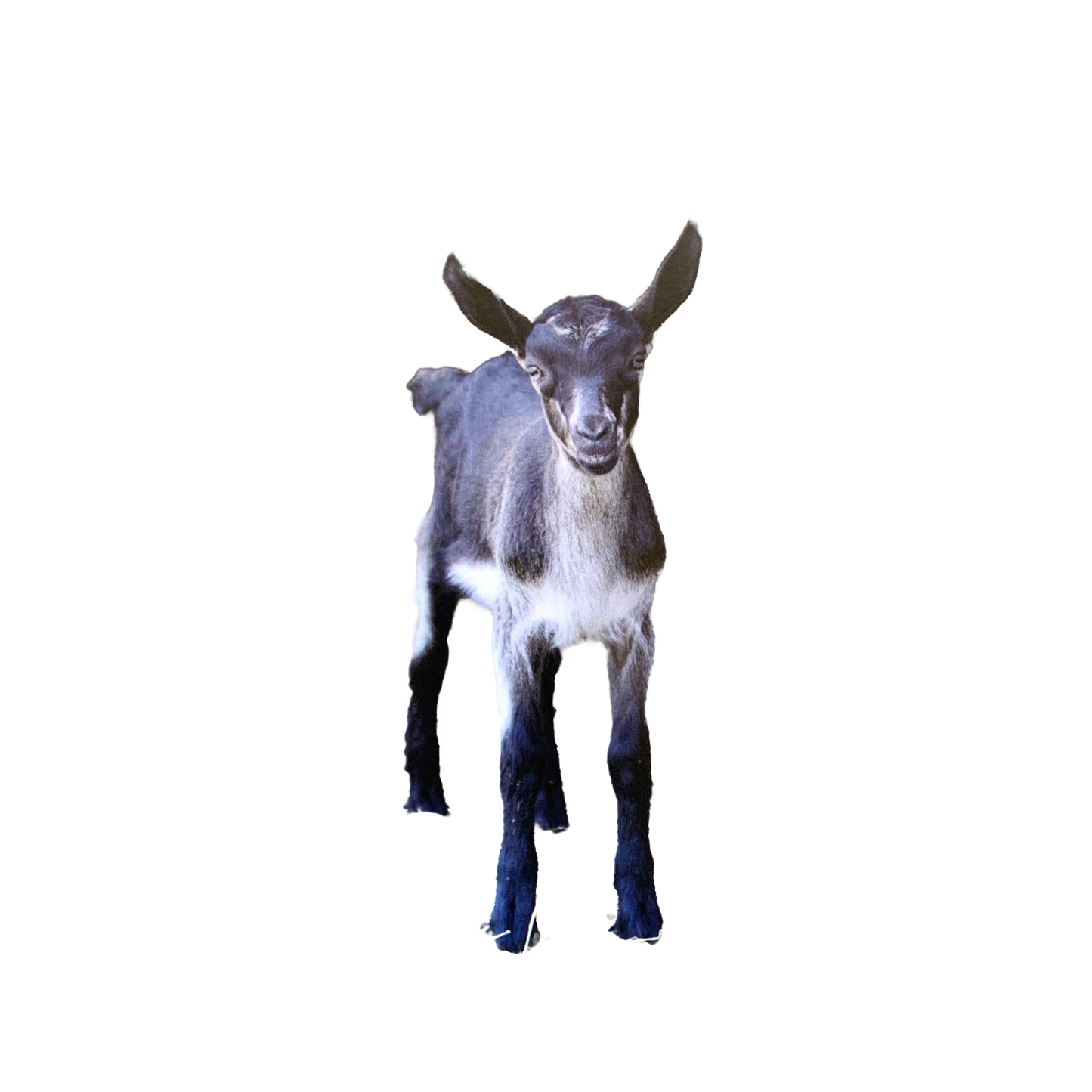 Unique handcrafted magnet showcasing a young black and white goat with perked ears, designed to inspire and brighten spaces within Home & Decor, Best Sellers, and Promo Eligible collections.
