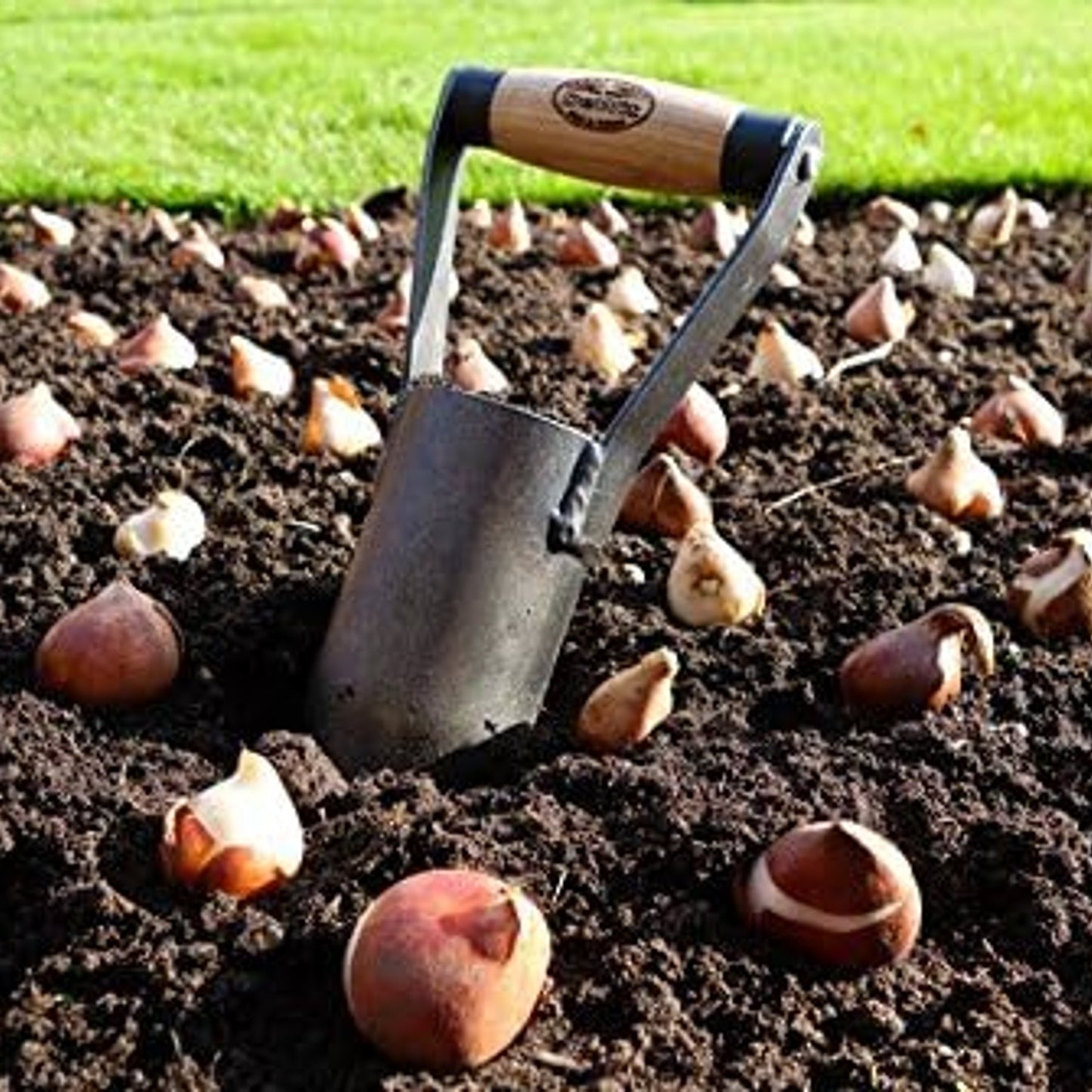 Handcrafted bulb planter with a sharpened metal cylinder and sustainable ash wood handle, embedded in soil surrounded by planted bulbs in a garden setting, perfect for Farm, Garden & Tool, Garden Accessories, Seeds and Planting, Best Sellers, and Promo Eligible collections.