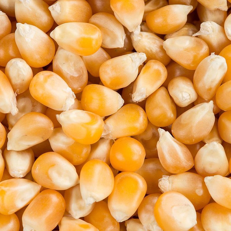 Close-up of traditional large yellow popcorn kernels with smooth, slightly translucent surfaces, ideal for Kitchen & Food and Snacks and Sweets collections, USA made and handcrafted.