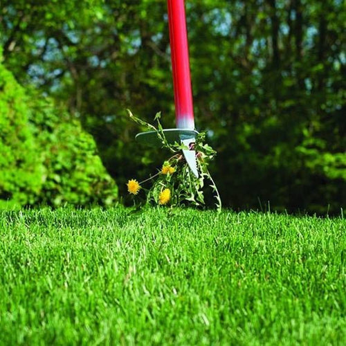 Handcrafted long red steel weeder with ergonomic handles pulling dandelion weeds from a green lawn, featured in Farm, Garden & Tool, Digging and Cultivating, Garden Accessories, and Best Sellers collections.