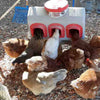 Chickens feeding from a three-port gravity-fed feeder with a red lid, designed for clean, no-waste feeding in Farm, Garden & Tool, Animal Care, and Chicken Accessories collections.