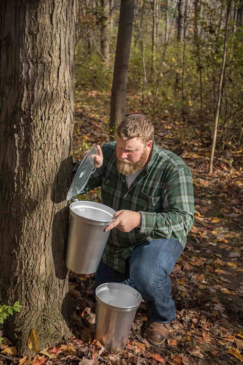 Man in green plaid shirt kneeling outdoors by a tree, lifting the lid of a metal bucket used for collecting sap, surrounded by fall leaves in a forest setting, part of Farm, Garden & Tool and Maple Syrup Sugaring Supplies collections.