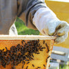 Beekeeper wearing protective glove holding a honeycomb frame covered with bees, set outdoors with green grass in the background, representing tools from Farm, Garden & Tool and Beekeeping Supplies collections.