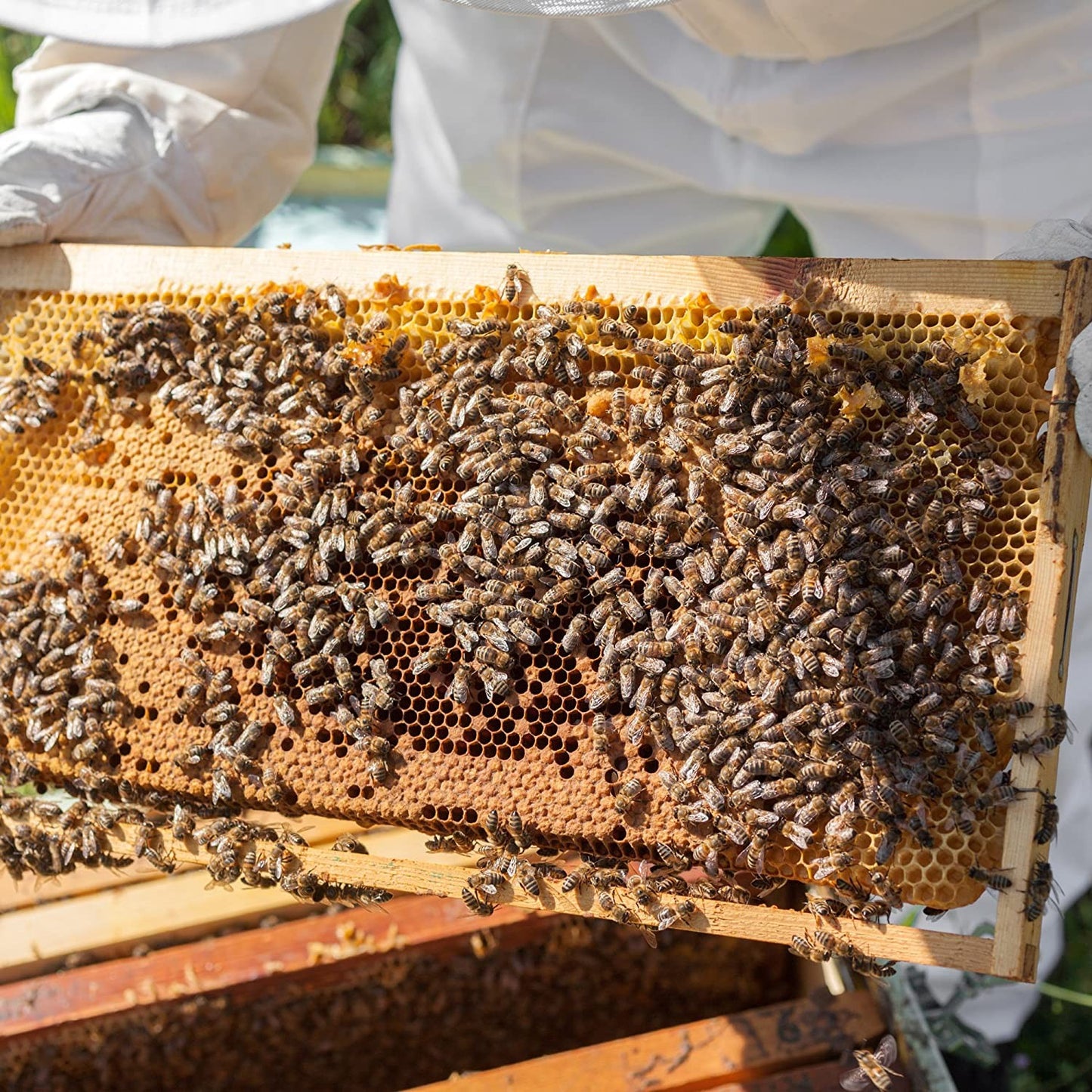 Beekeeper in protective attire holding a wooden honeycomb frame teeming with bees, illustrating natural honey harvesting and handcrafted practices in Health & Wellness, Soaps, USA Made, Best Sellers collections.