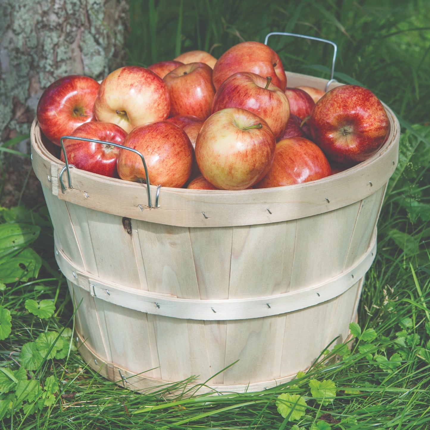 Handcrafted raw poplar wood half bushel basket with metal wire handles, filled with ripe apples, set on grass; ideal for Farm, Garden & Tool, Garden Accessories, USA Made, Best Sellers collections.
