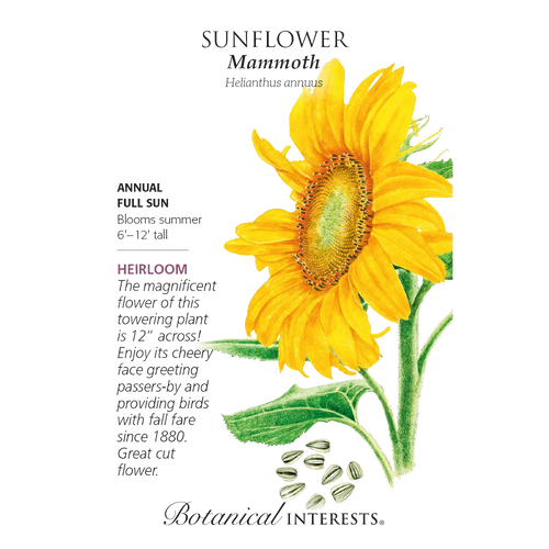 Detailed botanical illustration of a tall sunflower with bright yellow petals, large green leaves, and seeds below, featured in Farm, Garden & Tool, Seeds and Planting, Best Sellers, and Promo Eligible collections.