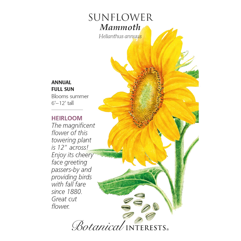 Detailed botanical illustration of a tall sunflower with bright yellow petals, large green leaves, and seeds below, featured in Farm, Garden & Tool, Seeds and Planting, Best Sellers, and Promo Eligible collections.