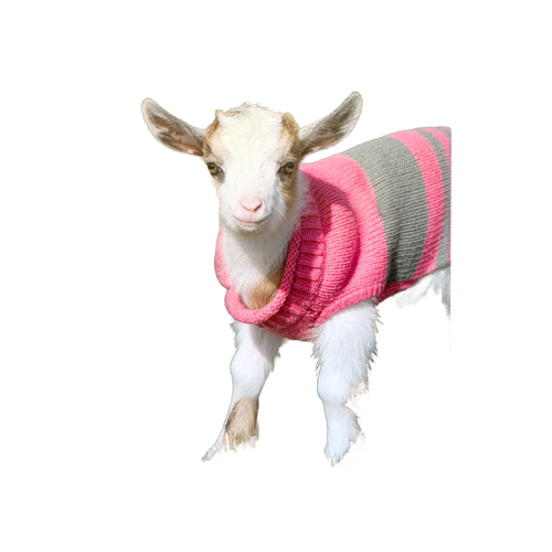 Young goat wearing a handcrafted pink and gray striped sweater, perfect for adding charm to Home & Decor, Decor, Best Sellers, and Promo Eligible collections.