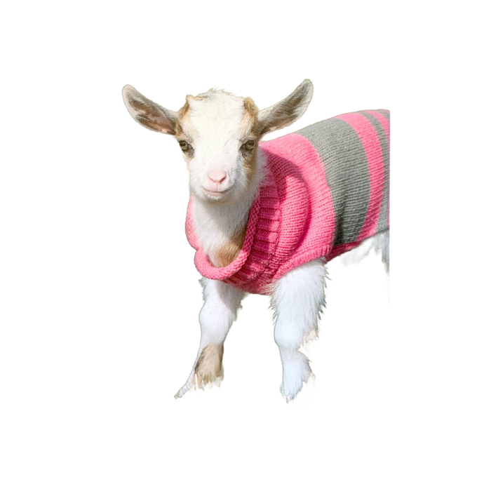 Young goat wearing a handcrafted pink and gray striped sweater, perfect for adding charm to Home & Decor, Decor, Best Sellers, and Promo Eligible collections.