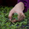 Close-up of a hand gently tending a young seedling in a dense tray of green sprouts, illustrating careful planting and growth in farm, garden & tool, and seeds and planting collections.