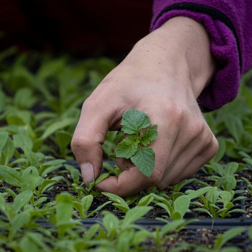 Close-up of a hand gently tending a young seedling in a dense tray of green sprouts, illustrating careful planting and growth in farm, garden & tool, and seeds and planting collections.