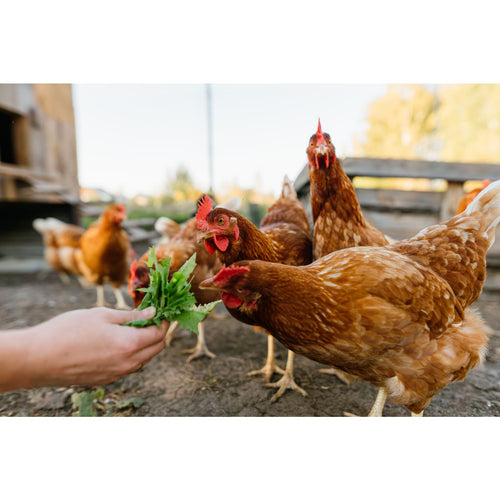 Brown hens gathered outdoors on dirt ground being fed fresh leafy greens by a human hand, illustrating sustainable homesteading practices in farm and garden settings.