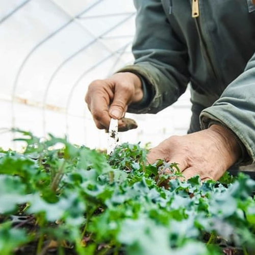 Close-up of a person tending young plants inside a greenhouse, demonstrating careful seedling care for Farm, Garden & Tool and Seeds and Planting collections.