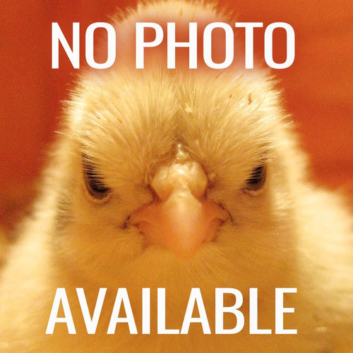 Placeholder image showing a close-up of a chick’s face with a warm orange background, used in Appliances, Water Pumps, Pump Parts and Tools, Best Sellers, Promo Eligible, and All Stoves & Appliances collections.