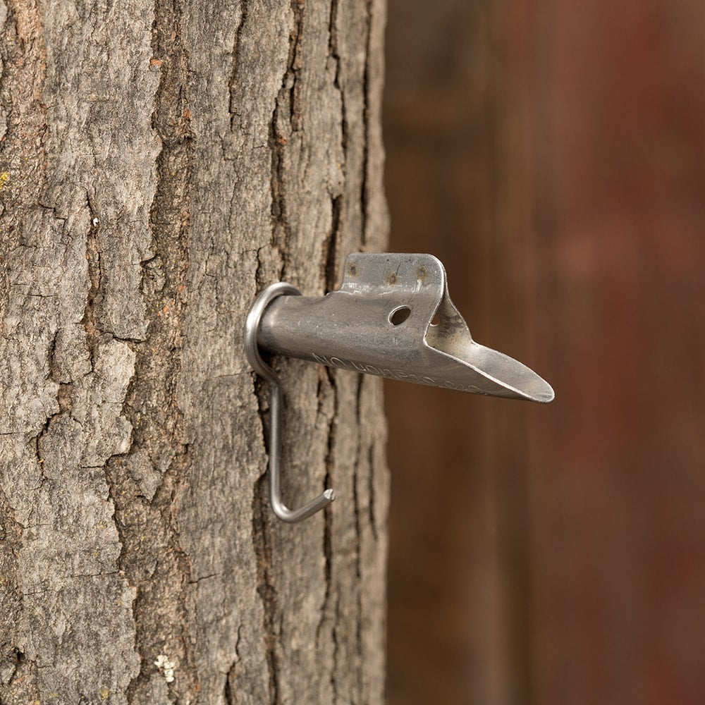 Metal spile securely inserted into mature tree bark, used for collecting sap, suitable for farm, garden, orchard, and maple syrup sugaring supplies, crafted for durable use.