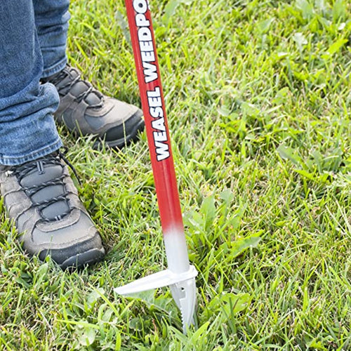 Close-up of a handmade long red metal weed remover with ergonomic handles and sharp steel tines pulling weeds from a lawn, featured in Farm, Garden & Tool and Digging and Cultivating collections.