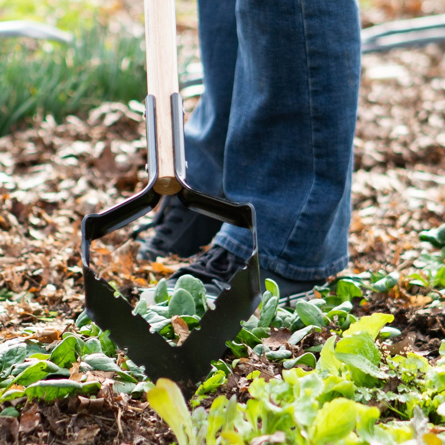 Handcrafted push-pull garden hoe with a long ash handle and serrated hardened steel blade being used to clear weeds among leafy green plants, part of USA Made farm and garden tools.