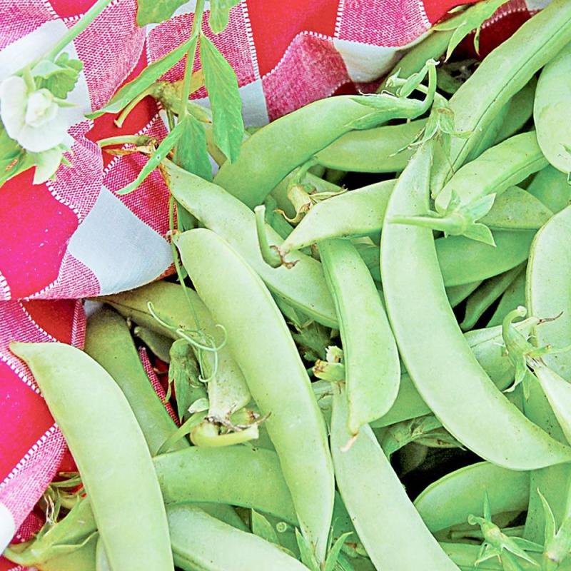 Fresh green snap pea pods with delicate flowers resting beside a red and white checkered cloth, highlighting handcrafted seeds for Farm, Garden & Tool and USA Made collections.