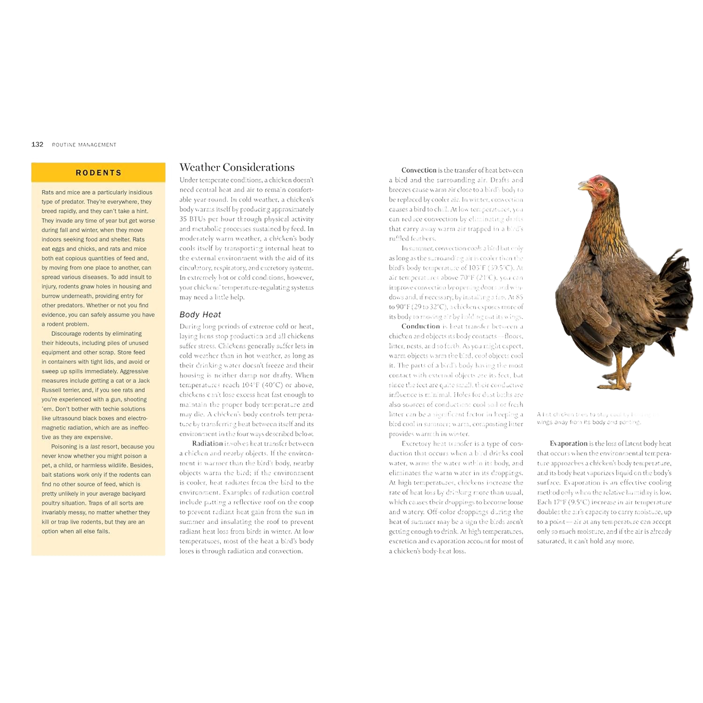 Close-up of a section from a farming guidebook page on rodent control with detailed text and an image of a standing hen, featured in Farm, Garden & Tool, Toys, Books & Games, Chicken Accessories, and Farm and Livestock Books collections.