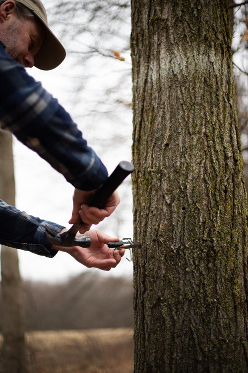 Man wearing a hat and plaid shirt installing a metal spile into a tree trunk for sap collection, set outdoors in a natural wooded area, related to maple syrup sugaring supplies.
