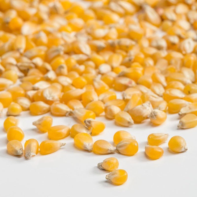 Close-up of small, golden yellow ladyfinger popcorn kernels spread on a white surface, handcrafted and made in USA, featured in Kitchen & Food, Snacks and Sweets, and Popcorn collections.