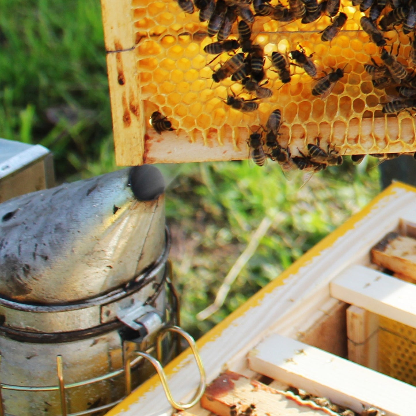Close-up of beekeeper’s smoker next to a honeycomb frame with bees, highlighting tools from Farm, Garden & Tool and Beekeeping Supplies collections, Amish made in USA.