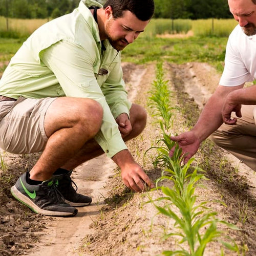 Two men inspecting young green plants growing in neat rows in a sunlit outdoor garden, showcasing sustainable farming and seed planting for Farm, Garden & Tool and Seeds and Planting collections.