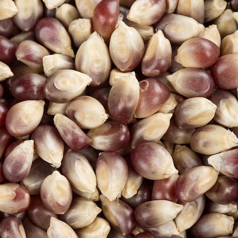 Close-up of natural purple popcorn kernels with a smooth, tender texture and rich color, handcrafted and dried traditionally, featured in Kitchen & Food and USA Made collections.