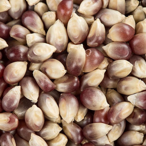 Close-up of natural purple popcorn kernels with a smooth, tender texture and rich color, handcrafted and dried traditionally, featured in Kitchen & Food and USA Made collections.