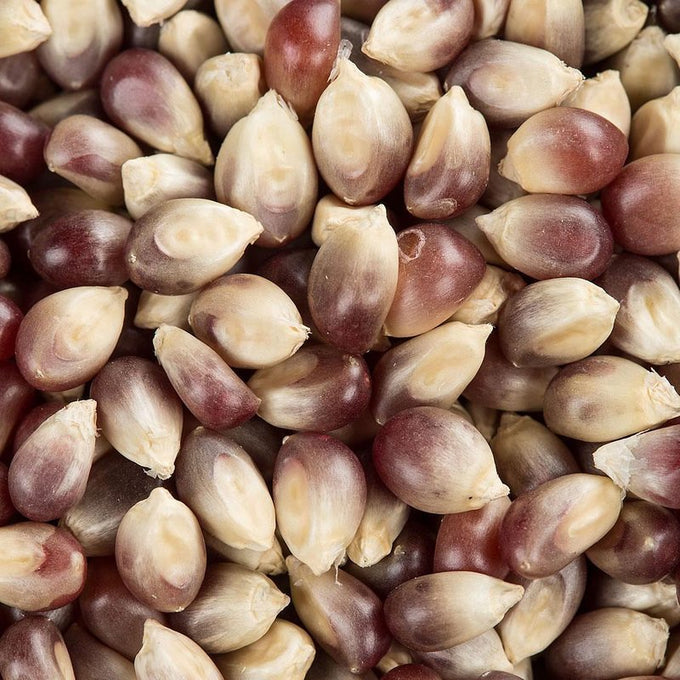 Close-up of natural purple popcorn kernels with a smooth, tender texture and rich color, handcrafted and dried traditionally, featured in Kitchen & Food and USA Made collections.