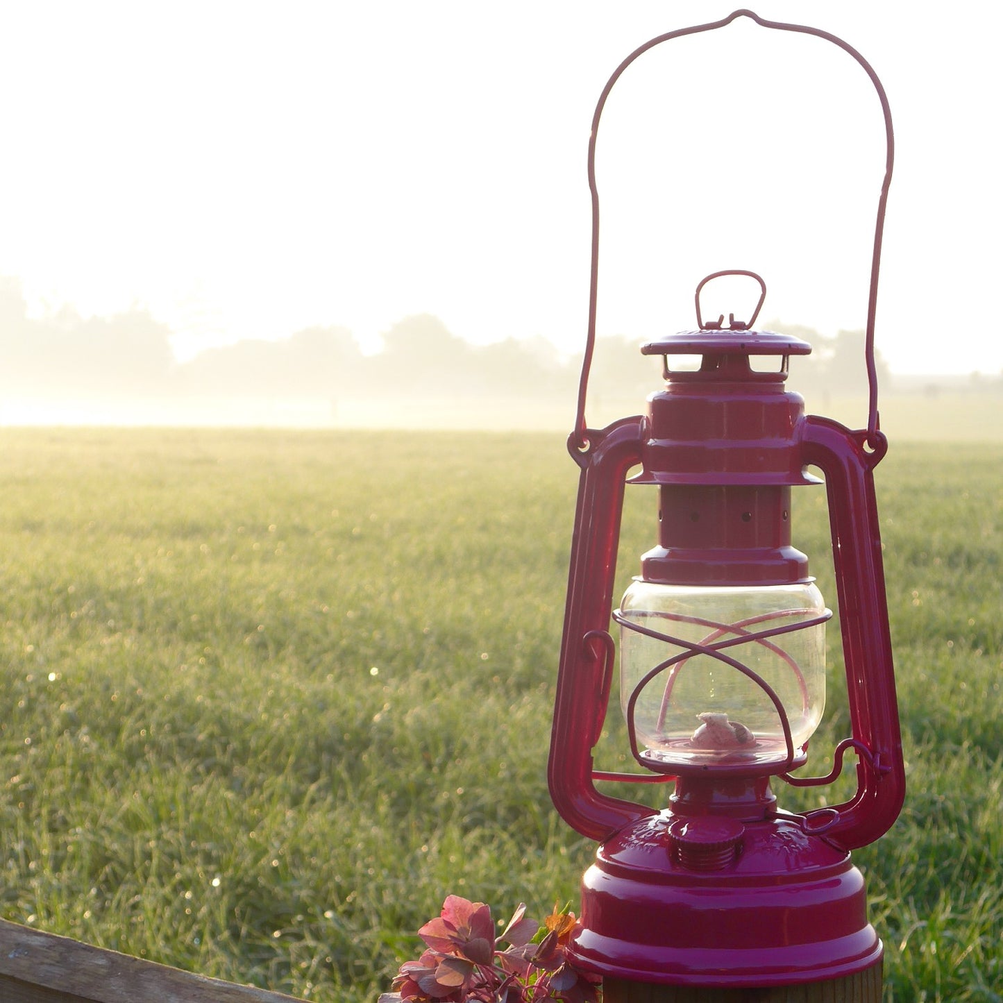 Handcrafted maroon Feuerhand galvanized oil lantern with thermal heat-resistant globe, glowing softly outdoors at sunrise, ideal for Camping, Lamps & Lighting, and Emergency Supplies collections.