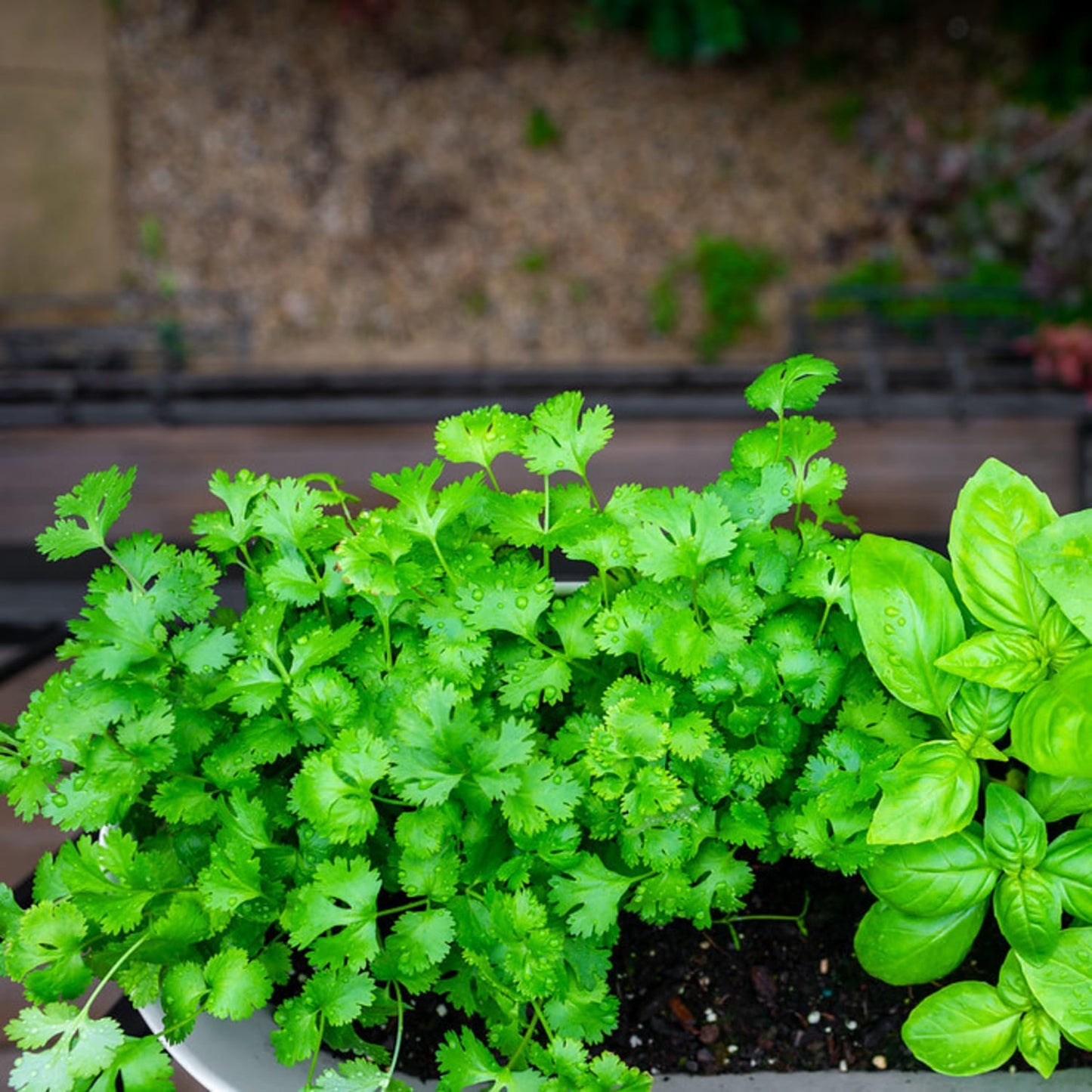 Lush green cilantro and basil growing in a white planter, showcasing fresh herb cultivation ideal for Farm, Garden & Tool, Seeds and Planting, USA Made, and Best Sellers collections.