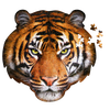 Partially assembled 300-piece tiger head shaped puzzle with vivid orange and black stripes, featuring loose pieces and educational content, ideal for children's toys and games collections.
