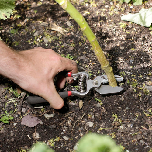 Hand holding black and red handled bypass pruners cutting a green plant stem at soil level, suited for Farm, Garden & Tool, Garden Accessories, and Lawncare collections.