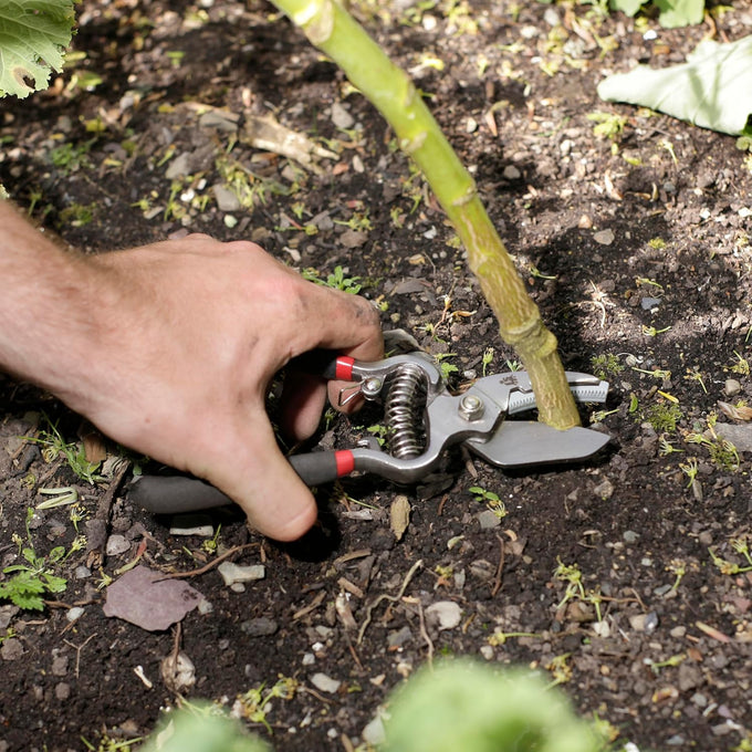 Hand holding black and red handled bypass pruners cutting a green plant stem at soil level, suited for Farm, Garden & Tool, Garden Accessories, and Lawncare collections.