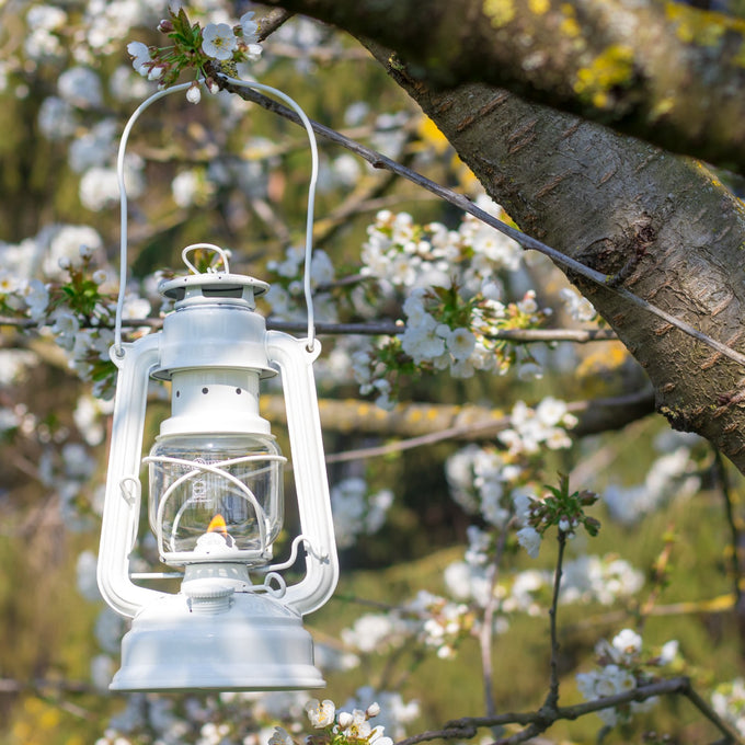 Handcrafted white galvanized oil lantern with thermal heat-resistant SUPRAX globe hanging from blossoming tree branch, perfect for Camping, Lamps & Lighting, Emergency Supplies, and outdoor use collections.