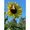 Yellow Lemon Queen sunflower bloom with a black-centered disk attracting a black and yellow butterfly, set against a clear blue sky and green trees, featured in Farm, Garden & Tool and Seeds and Planting collections.