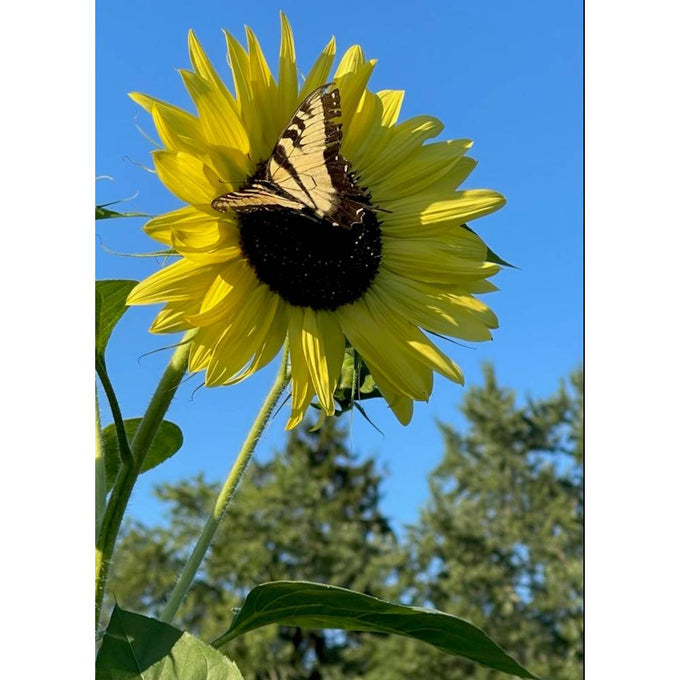 Yellow Lemon Queen sunflower bloom with a black-centered disk attracting a black and yellow butterfly, set against a clear blue sky and green trees, featured in Farm, Garden & Tool and Seeds and Planting collections.