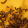 Close-up of honeycomb filled with golden honey and numerous bees actively working, illustrating natural beekeeping processes in Farm, Garden & Tool and Beekeeping Supplies collections.
