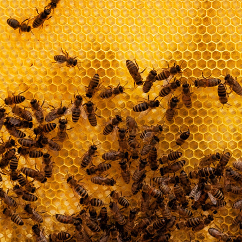 Close-up of honeycomb filled with golden honey and numerous bees actively working, illustrating natural beekeeping processes in Farm, Garden & Tool and Beekeeping Supplies collections.