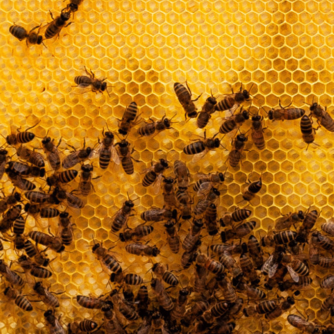 Close-up of honeycomb filled with golden honey and numerous bees actively working, illustrating natural beekeeping processes in Farm, Garden & Tool and Beekeeping Supplies collections.