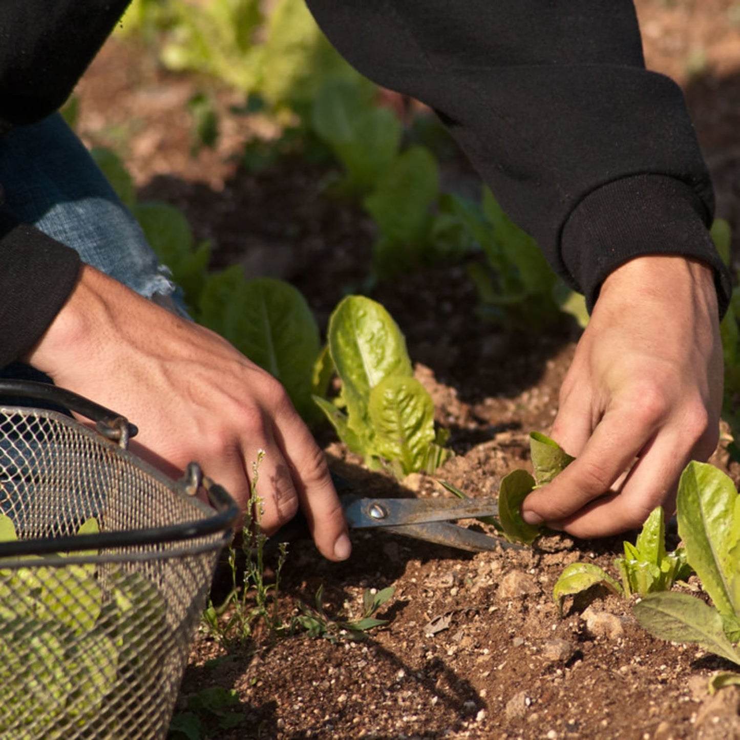 Close-up of hands harvesting fresh leafy greens using scissors in a garden bed, showcasing careful edible plant cultivation in farm and garden settings.