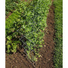 Handcrafted metal garden fence supporting pea plants in a vegetable patch, made in USA, featured in Farm, Garden & Tool, Seeds and Planting, and Best Sellers collections.