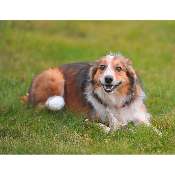 Happy tri-color dog lying on green grass with a natural deer antler chew, showcasing a sustainable, handcrafted treat featured in Home & Decor, Pet Supplies, USA Made, and Best Sellers collections.