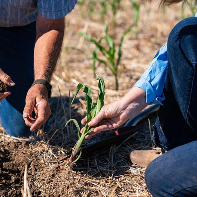 Two people tending to a young corn plant in a sunlit garden field, demonstrating hands-on care in a Farm, Garden & Tool setting.